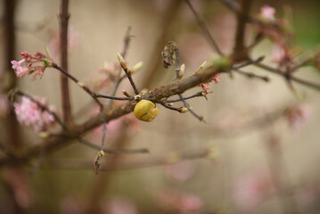 snail on a brach with blooming blossum in the spring