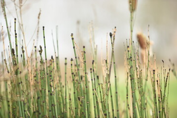 bamboo tips in  the spring