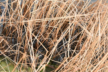 reeds along the water over texture photo