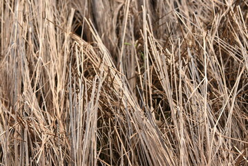 reeds along the water over texture photo