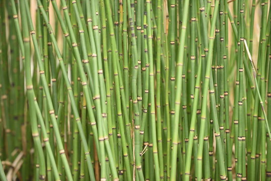 japanse bamboo pattern  