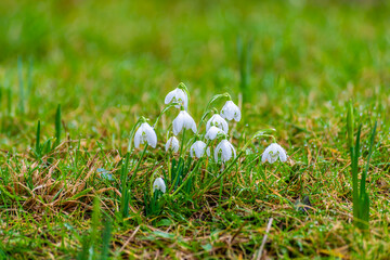 A view in the rain of snowdrops with defocused background in the village of Lamport, Northamptonshire, UK on a winter's day