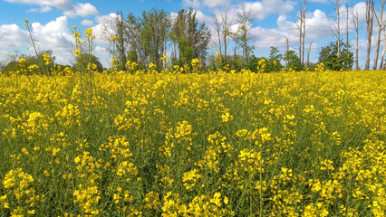 A field of yellow colza with a blue sky and white clouds