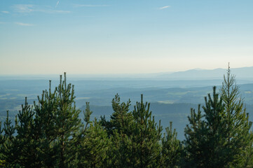 beautiful wild fir and pine trees against the background of a beautiful sky and the contour of the mountains