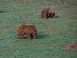 Pequeños osos jugando mientras su madre se alimenta