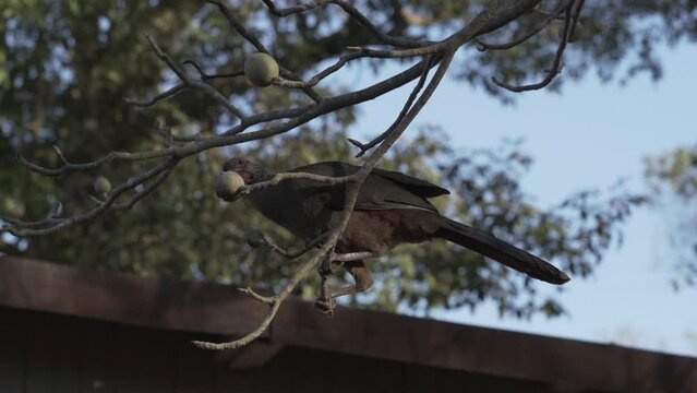 Exotic birds of the Pantanal. The Chaco chachalaca, Ortalis canicollis, is a species of bird in the family Cracidae, found in subtropical or tropical dry forest in Argentina, Brazil, Paraguay, Uruguay