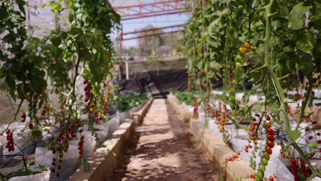 View from inside a greenhouse with cherry tomatoes 