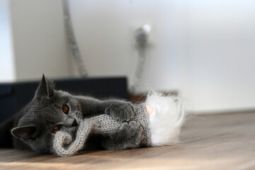 Wohnungskatze. Süße British Kurzhaar Katze spielt in der Wohnung