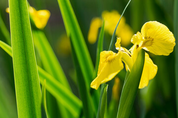 Yellow iris in the garden 