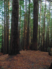 Grandes troncos de secuoyas en un denso bosque