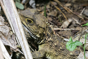 Tuatara - living fossil
