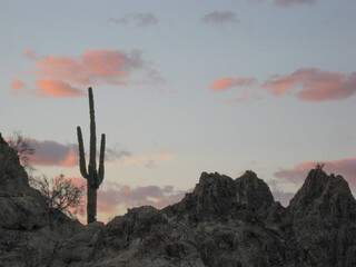 scenic photo of Organ Pipe Cactus reserve in Arizona