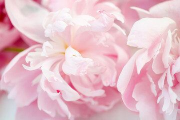 Fresh peony flowers, pink and vibrant, beautifully arranged on a white table. Top view and space for your text.