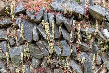 Close up of navelwort (umbilicus rupestris) plants growing out of a wall