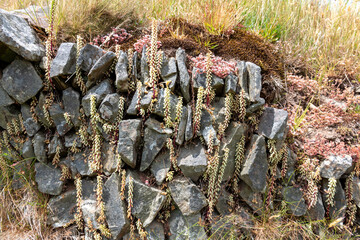 Close up of navelwort (umbilicus rupestris) plants growing out of a wall