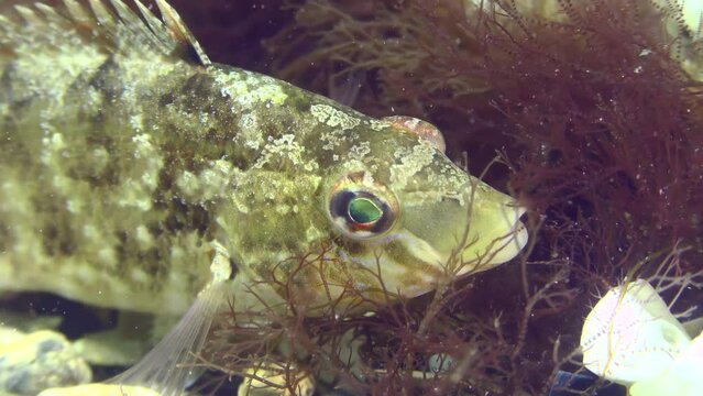 Breeding Gray wrasse (Symphodus cinereus): The male guards a nest built from algae, close-up.