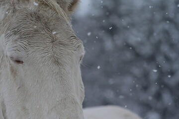 Cremello. Weißes Pferd mit blauen Augen im Schneesturm