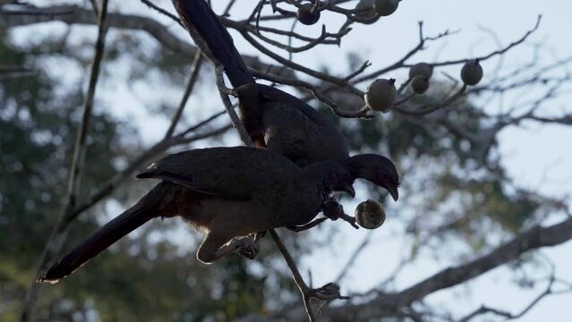 Exotic birds of the Pantanal. The Chaco chachalaca, Ortalis canicollis, is a species of bird in the family Cracidae, found in subtropical or tropical dry forest in Argentina, Brazil, Paraguay, Uruguay