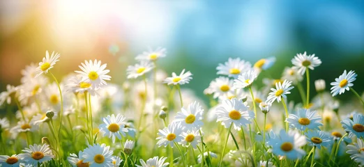 Poster beautiful spring blurred background, a blossoming meadow filled with daisies under a serene blue sky © Christophe