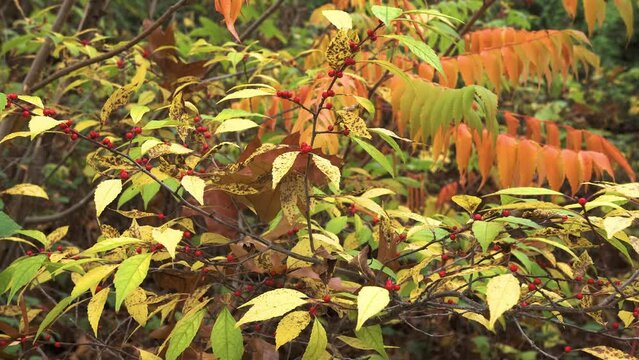 Ilex serrata, known as Japanese deciduous holly, is a shrub native to China. 