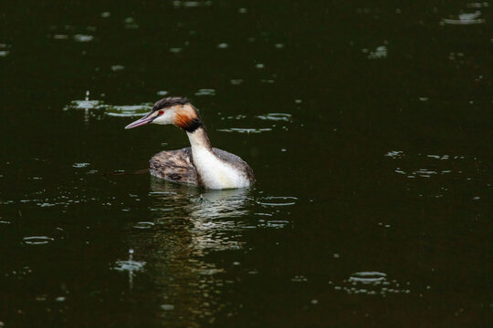 Great crested grebe in its natural habitat swimming in lake