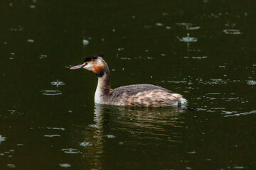 Great crested grebe in its natural habitat swimming in lake