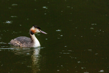 Great crested grebe in its natural habitat swimming in lake