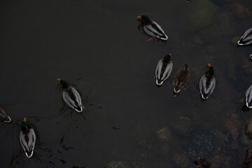 The photograph captures a serene scene of numerous ducks floating peacefully on a calm body of...