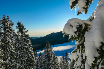 Selective focus of pine tree with icicles hanging from branches. Alpine forest on Kor Alps,...