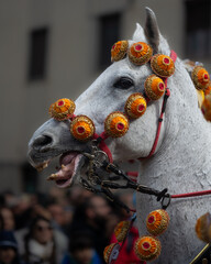 Horse adorned with flowers galloping