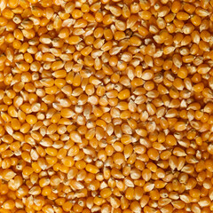 Yellow raw unpopped popcorn kernels