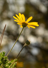 yellow flower of the sky