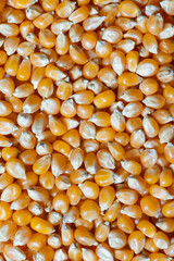 Yellow raw unpopped popcorn kernels