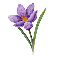crocus flower in lilac color, drawn in watercolor, isolated on white. Hand drawn botanical illustration. Elements for cards, logos, prints, wedding design. - obrazy, fototapety, plakaty