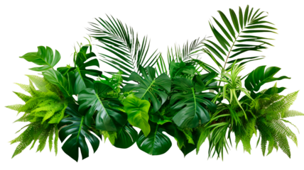Tropical leaves foliage plant jungle bush floral arrangement nature backdrop isolated on transparent/white background.