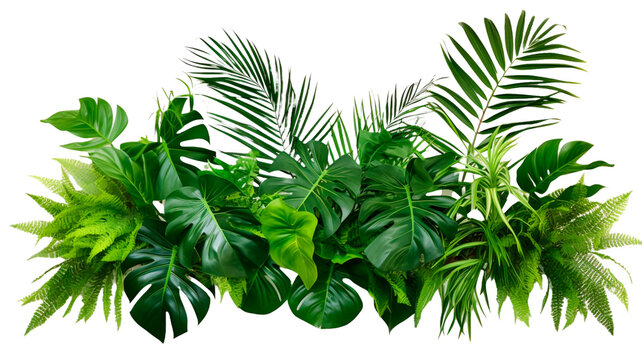 Fototapeta Tropical leaves foliage plant jungle bush floral arrangement nature backdrop isolated on transparent/white background.