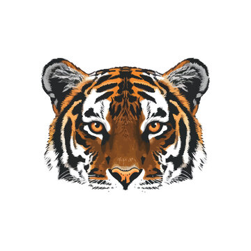 Tiger eyes isolated White background cartoon illu