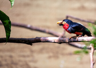 Bearded Barbet (Lybius dubius) in East Africa