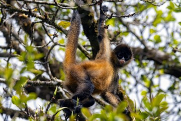 Ornate spider monkey, Ateles geoffroyi ornatus, in a tree
