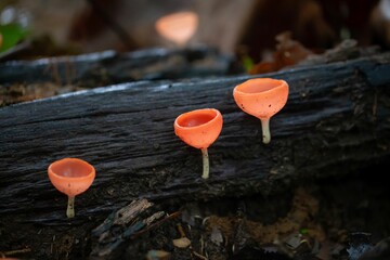 The fungus species Cookeina speciosa