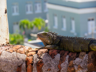 Iguana resting in the Sun on fortress wall