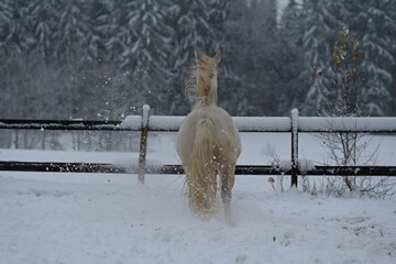 Fifty shades of white. Weißes Pferd mit blauen Augen frei und wild im Schneesturm