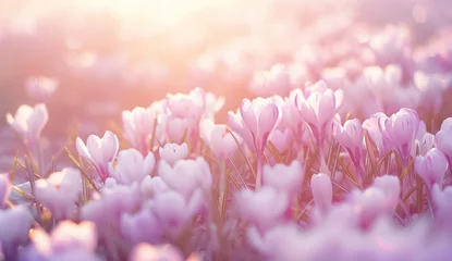 Fotobehang Beautiful violet crocus flowers growing, the first sign of spring. Seasonal sunny Easter background. © Roxana