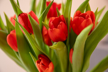 Czerwone tulipany, Red tulips - obrazy, fototapety, plakaty