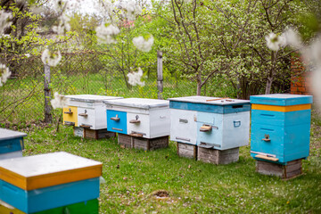 Beehives in the garden in spring. Beekeeping concept.