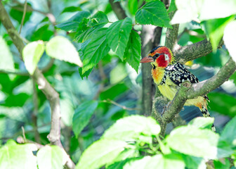 Red-and-yellow Barbet (Trachyphonus erythrocephalus) in Sub-Saharan Africa
