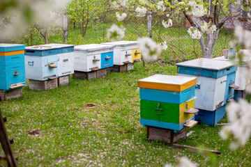 Colorful beehives in the garden in springtime. Beekeeping concept.