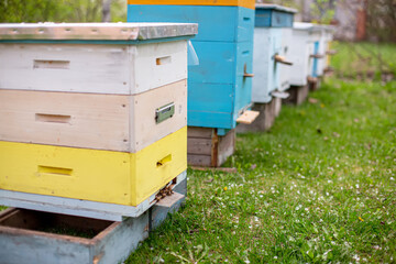 Colorful wooden beehives on the apiary in springtime