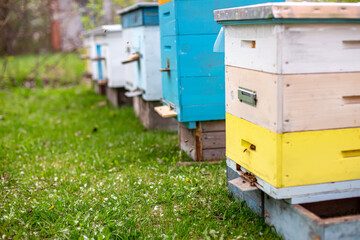 Colorful wooden beehives in an apiary in springtime