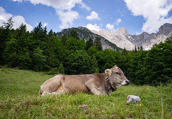 Alm-Idylle, eine Braunvieh-Kuh mit Kuhglocke ruht auf einer Alm mit imposanten Bergen im...